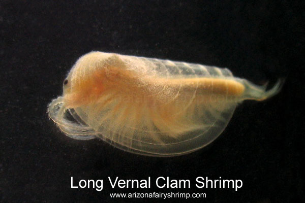 Представитель Семейства Leptestheriidae